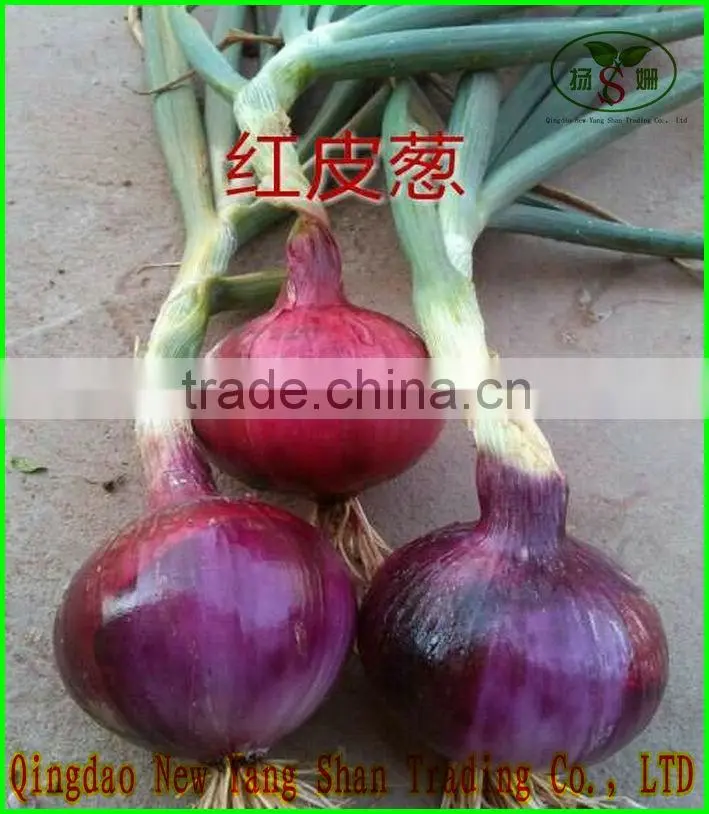 Little red onion exports southeast Asia/dubai/Fresh Onions