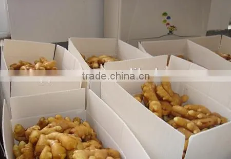 New crop ginger root wholesale price with high quality
