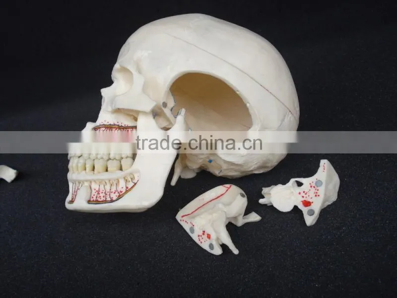 Dental ten section skull model DEA-40