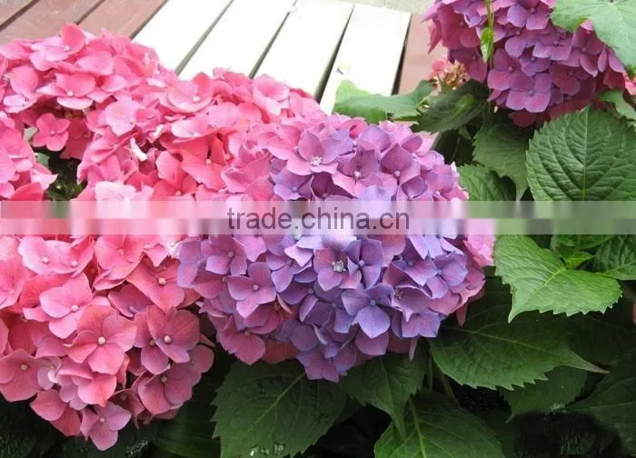 The shrub plant Hydrangea macrophylla seedling