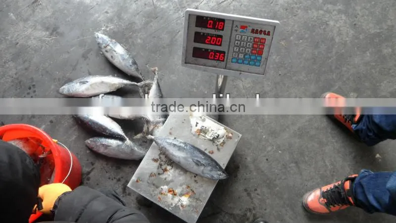 sea frozen 1000+ bonito tuna