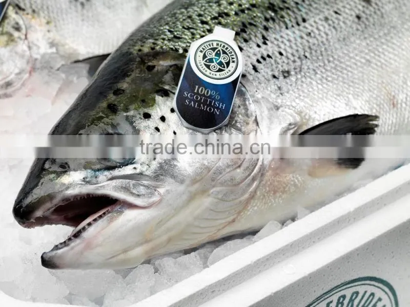Atlantic Salmon