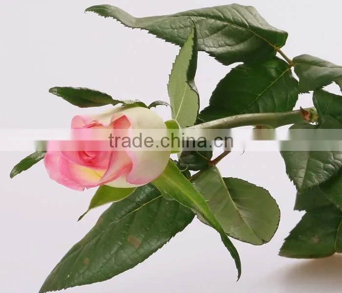 Cheap wholesale Natural Fresh Cut Rose Flower Sweet Pink 20Stems/Bundle Export Flower wholesale From China