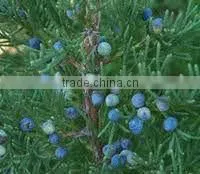 Pure Juniper Berry Oil