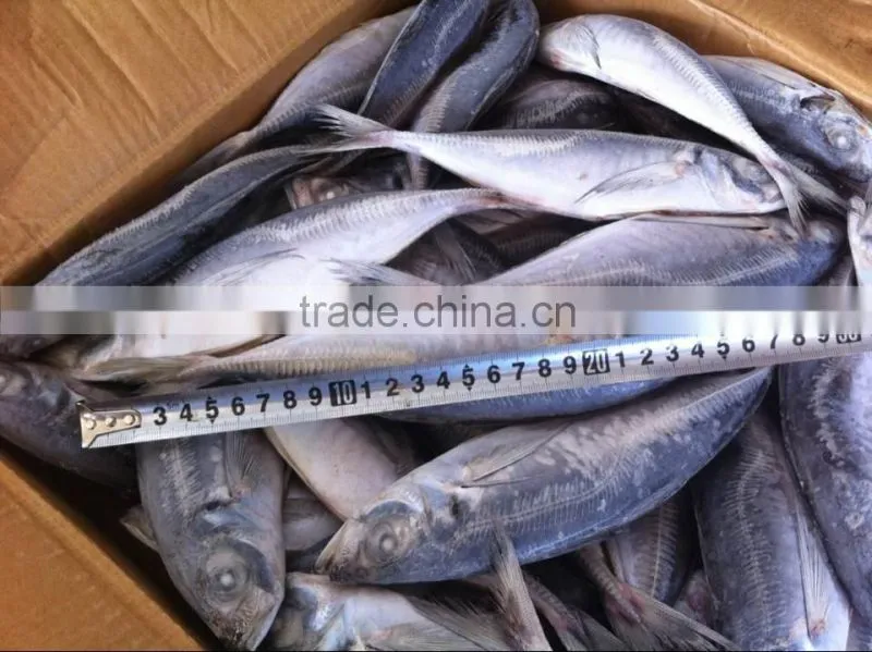 Frozen horse mackerel