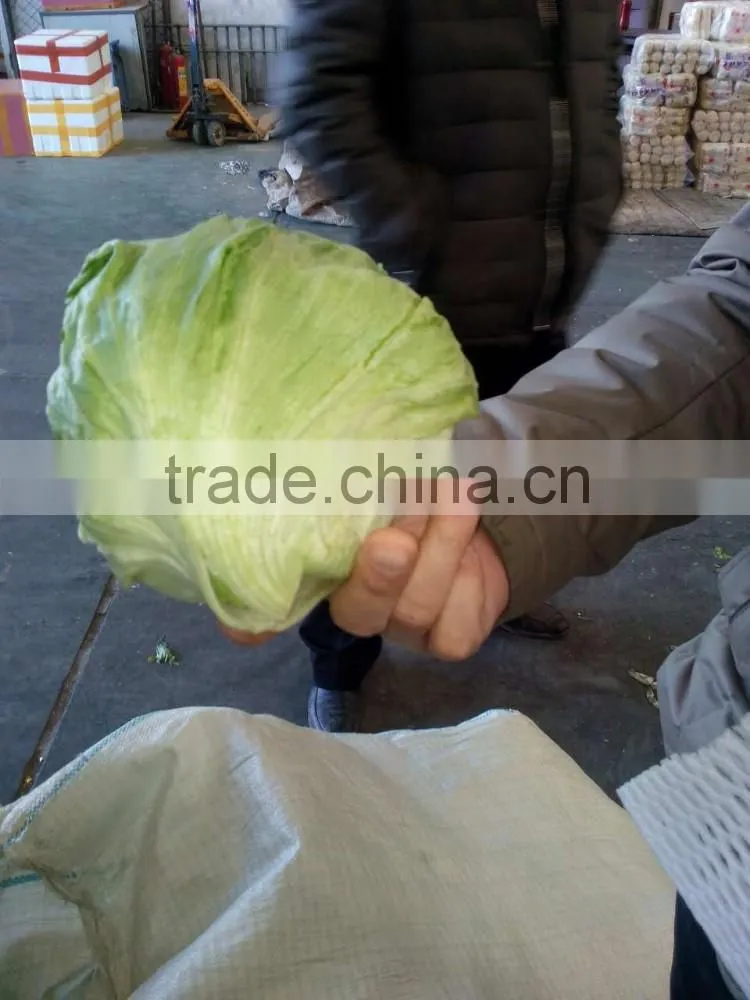 fresh lettuce