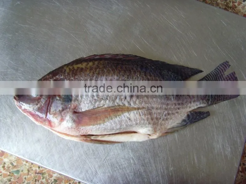 black tilapia tilapia gutted and scaled cleaning tilapia