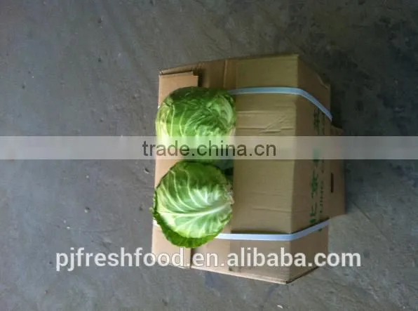 Hot sale Chinese Big White long Cabbage