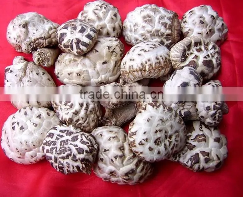 2015 Chines new crop shiitake mushroom ,Top nutrition White flower mushroom