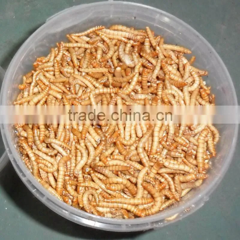 Bird Health Food 2.8 cm Yellow Dried Mealworms
