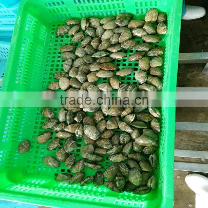 FROZEN READY TO EAT SHORT NECKED CLAM