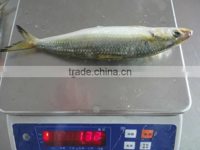 fresh frozen sardine for bait
