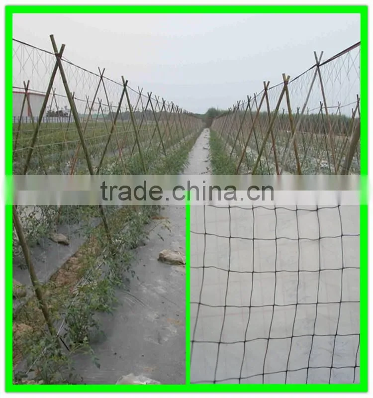 High quality plastic grape plant support net/plants protection net