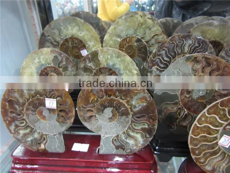 high quality conch fossil stone for home decoration