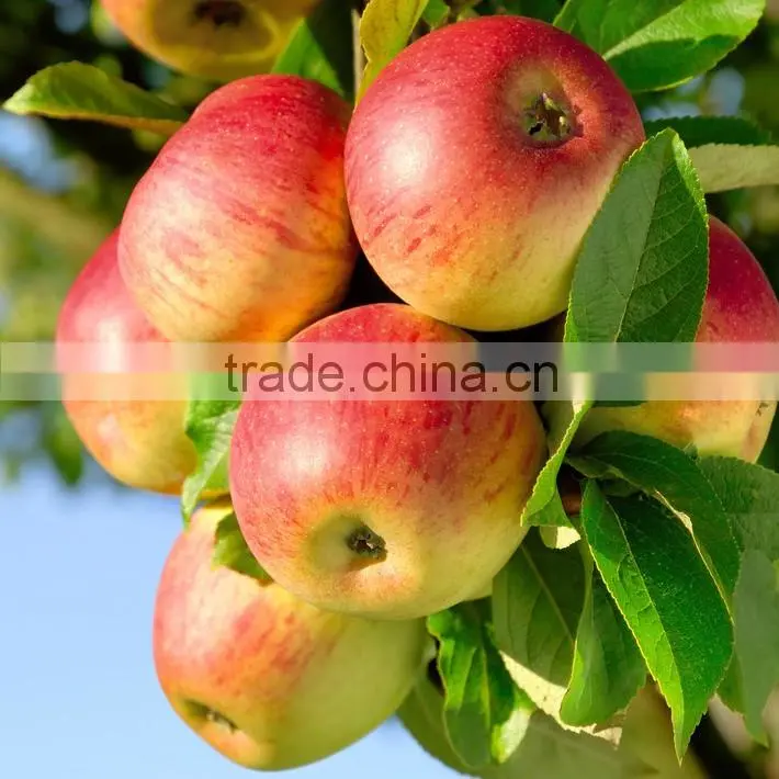 Good quality Fuji apple China red apple export