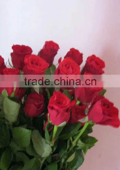 Fresh Cut Color Color Rose Flowers