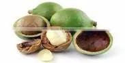 Macadamia nuts