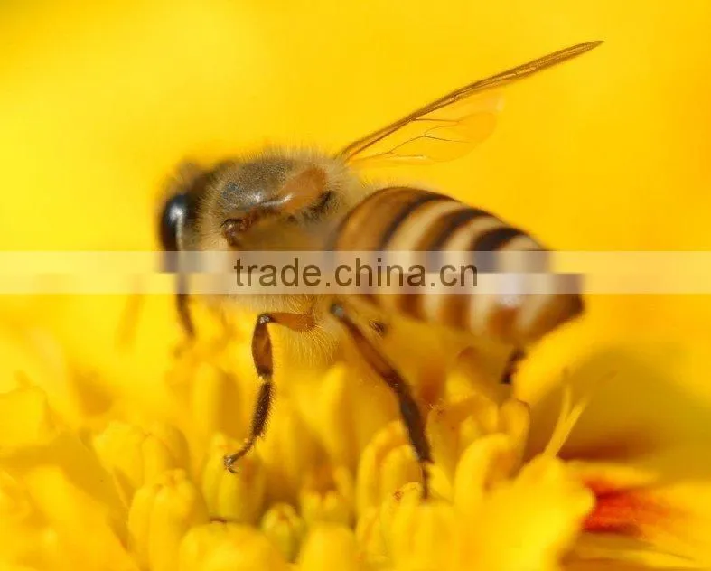 red date honey
