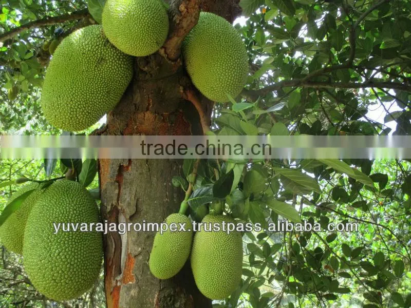 Green Jackfruits from India