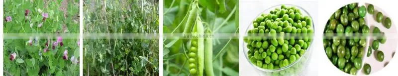 Wholesale Green Peas Roasted Wasabi Peas Snacks For Sale