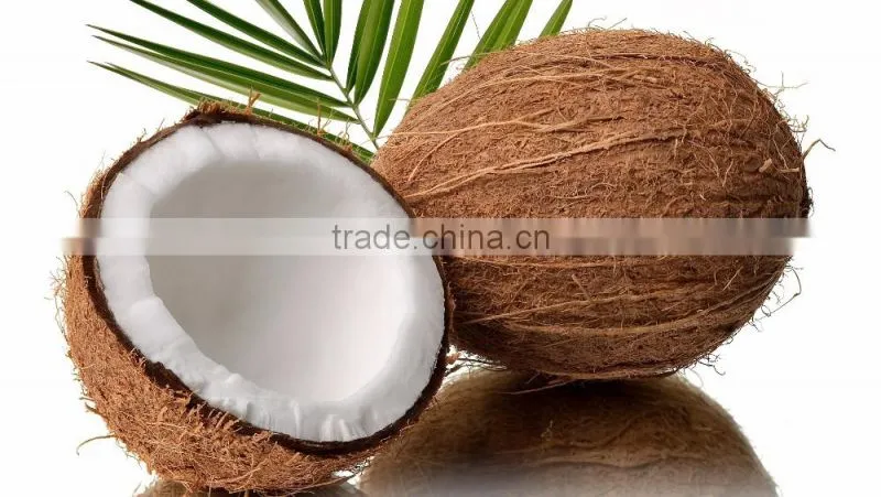 Fresh coconuts - export quality coconut