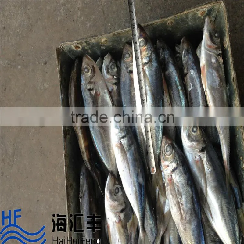 New catch fresh seafood forzen horse mackerel from China supplier