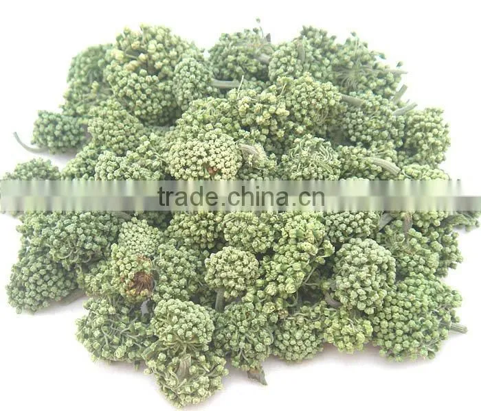 Panax notoginseng