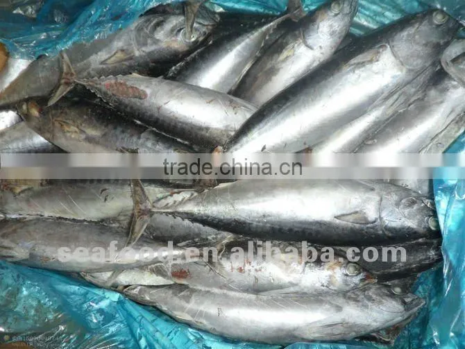 Frozen bonito fish