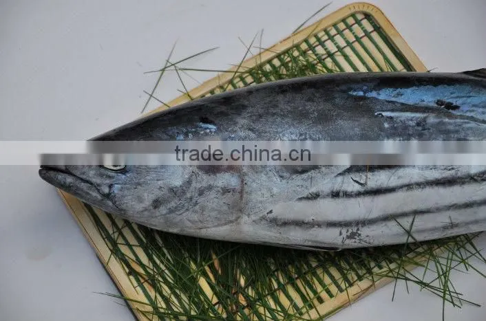 Frozen sea tuna fish skipjack