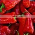 Indian Oleoresin Capsicum by AOS