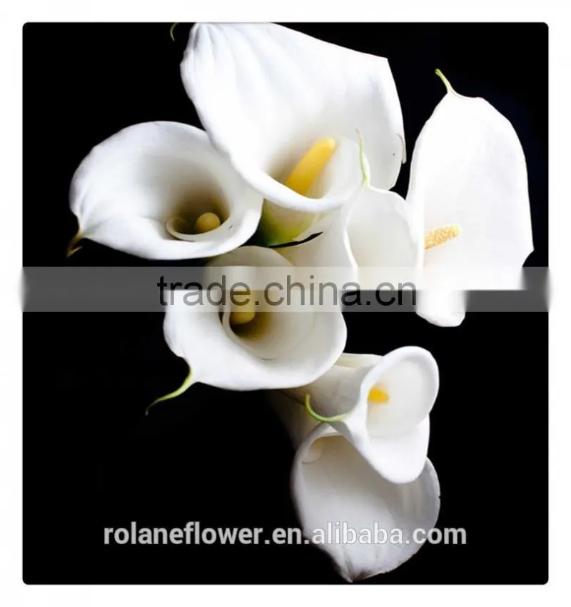 2016 the new coming fresh cut white calla lily to delivery across the world
