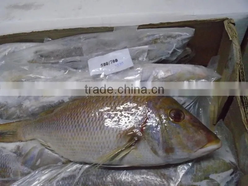FROZEN EMPEROR FISH