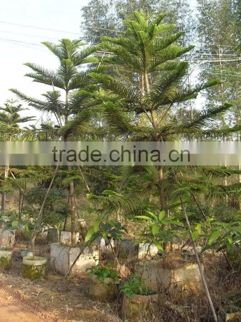 Hoop Pine, Araucaria cunninghamii Sweet Seedlings, as Bonsai, Pot Plants or Outdoor Plants