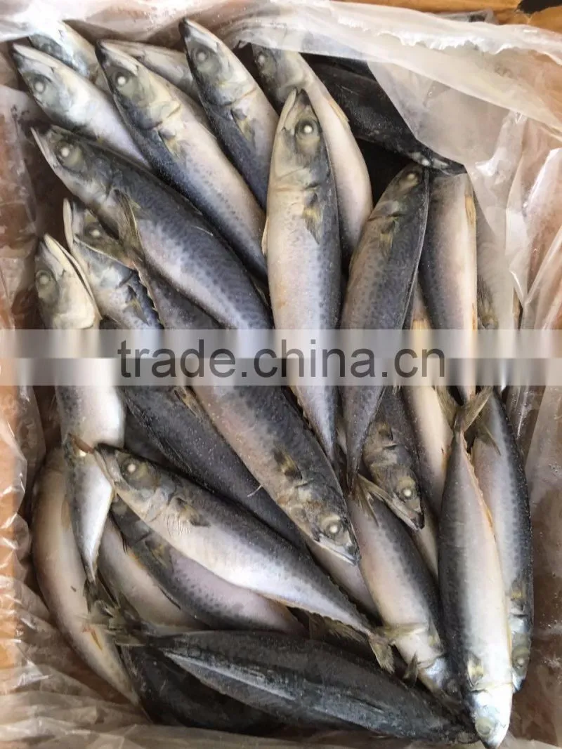 frozen pacific mackerel/frozen japanese mackerel