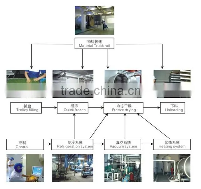 fruits and vegetables vacuum drying machines