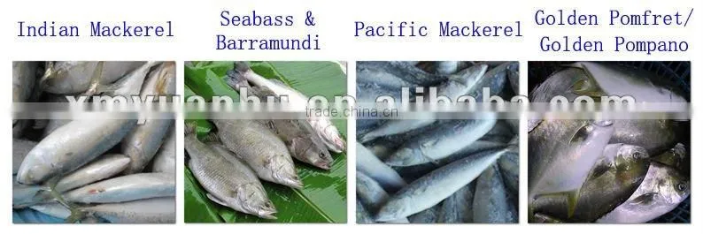 Frozen fresh whole red drum fillet