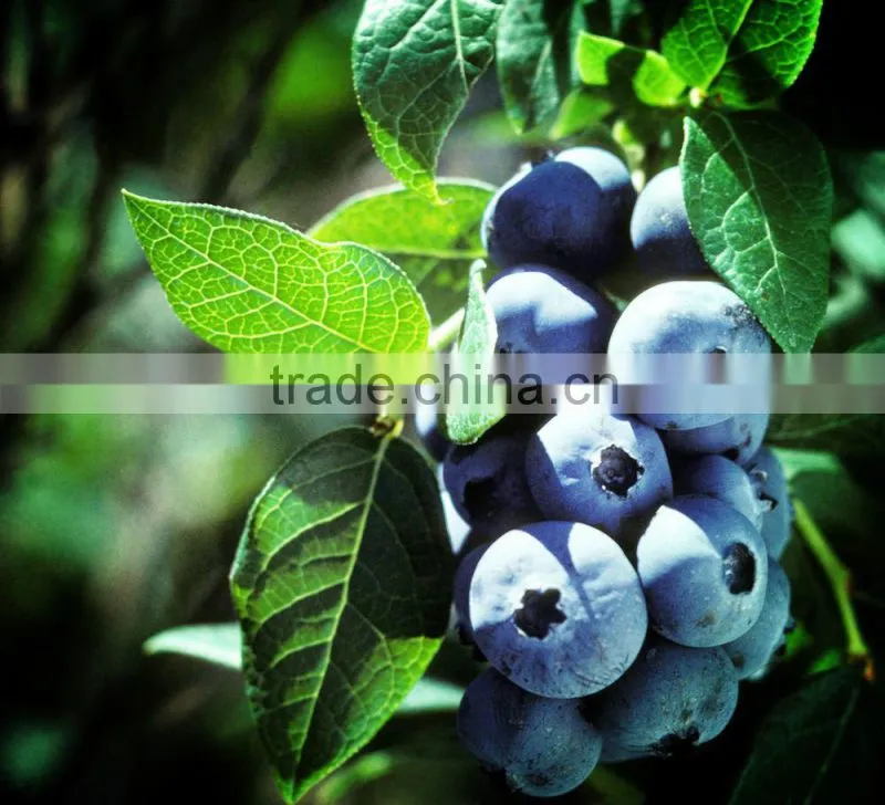 bulk frozen blueberries