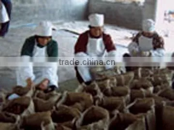 2013 chinese fresh chestnut(yellow white flesh)