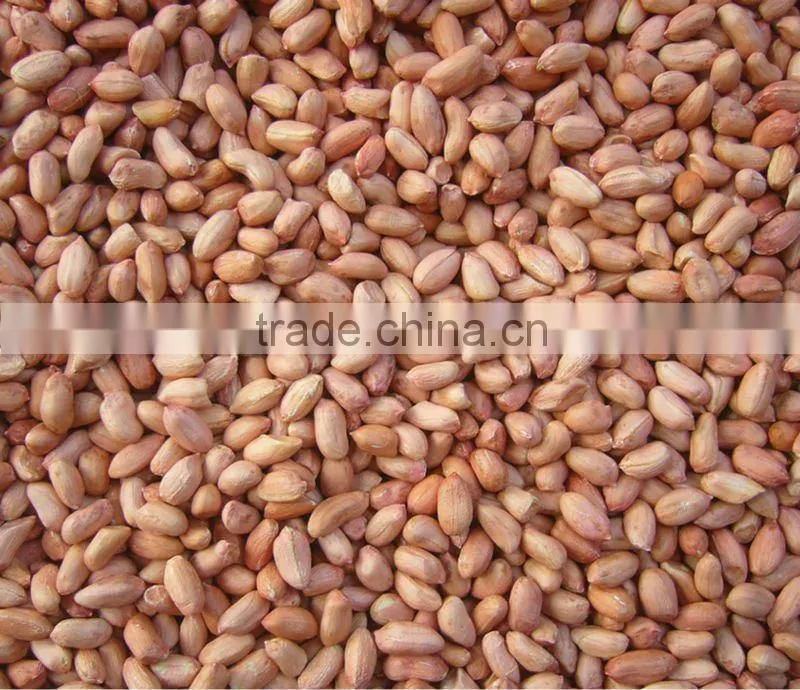 New Crop Chinese Roasted Peanuts In Shell