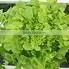 Organic fresh lettuce Green Oak