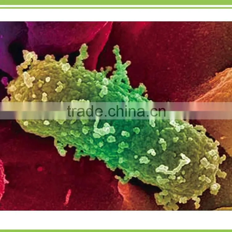 powder Pseudomonas fluorescens for bio fungicide,pesticide,virucide