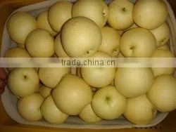 taste best fresh golded pear(white colour)