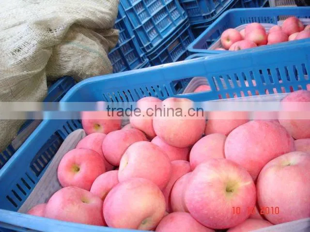 Fresh qinguan apple