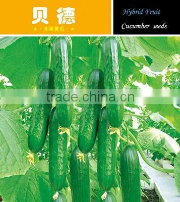 High yield F1 Hybrid cucumber seeds fruit cucumber seeds for growing-Bei De