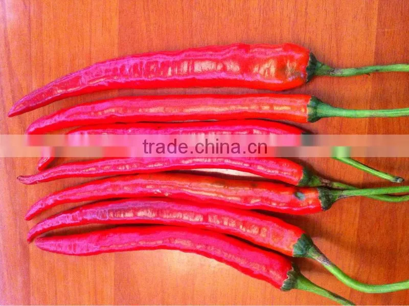 Fresh red chili (0084948425455 VIBER, WHATSAPP/SKYPE: VISIMEX05)