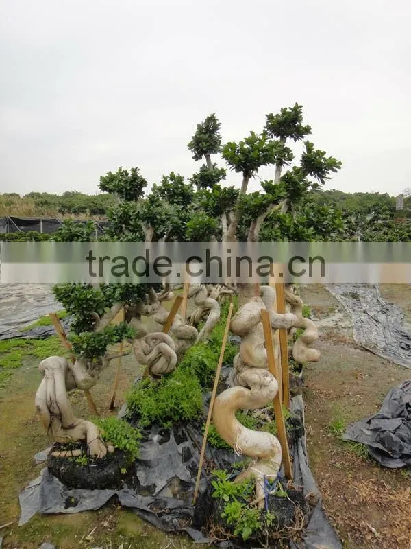 peculiar dragon ficus microcarpa