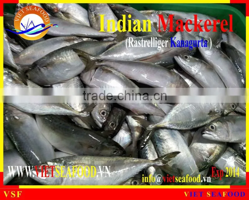 FROZEN W/R INDIAN MACKEREL