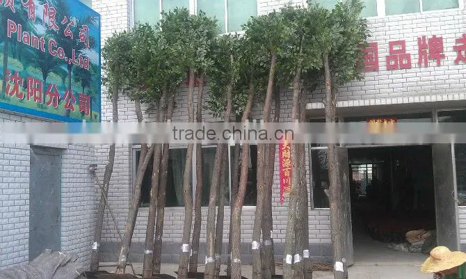 Factory supply artificial large tree outdoor