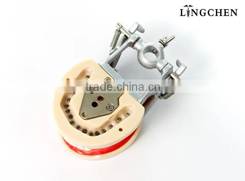 Hot Sell dental teeth and jaw study/dental artificial teeth