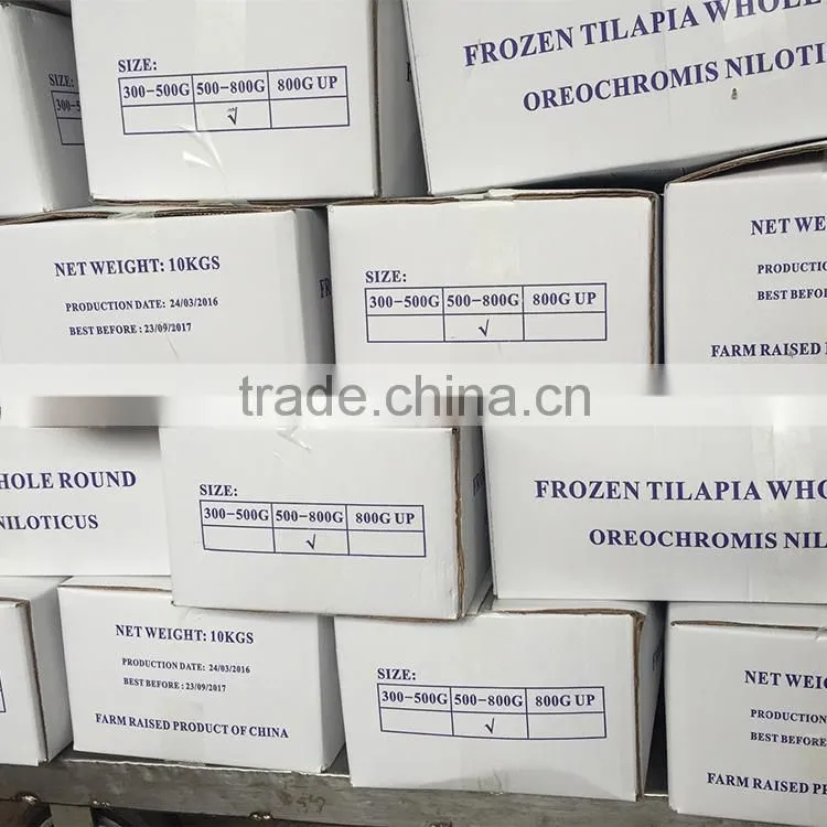 Frozen Tilapia Fish Factory, Black Tilapia Whole Round 100-200g, 200-300g,300-500g,500-800g